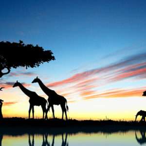 جاهای دیدنی قاره آفریقا؛ طبیعت، حیات وحش و تاریخ